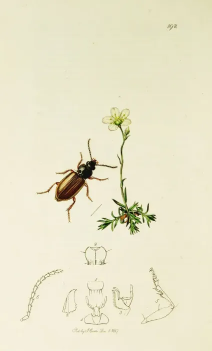 Framed Print : Curtis British Entomology Plate 192 Framed Print : Curtis British Entomology Plate 192