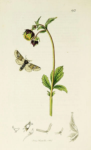 Curtis British Entomology Plate 193