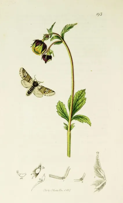 Framed Print : Curtis British Entomology Plate 193 Framed Print : Curtis British Entomology Plate 193