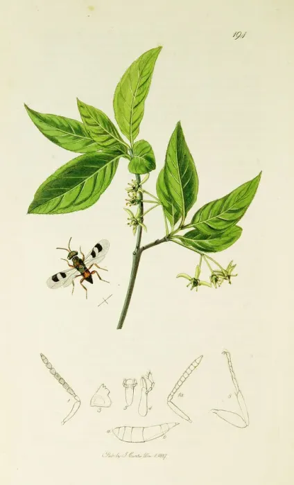 Framed Print : Curtis British Entomology Plate 194 Framed Print : Curtis British Entomology Plate 194