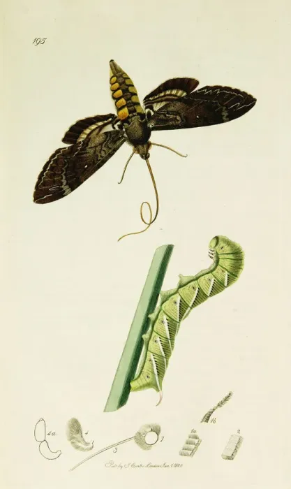 Framed Print : Curtis British Entomology Plate 195 Framed Print : Curtis British Entomology Plate 195