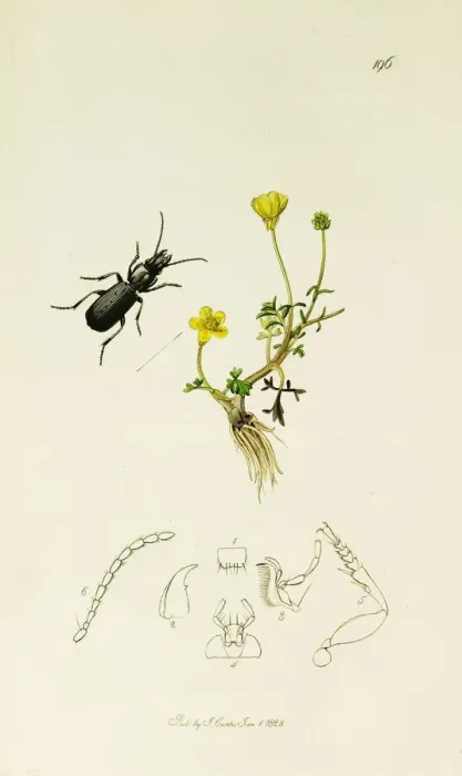 Framed Print : Curtis British Entomology Plate 196 Framed Print : Curtis British Entomology Plate 196