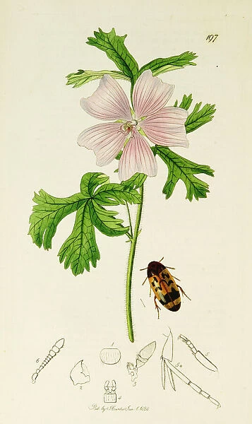 Curtis British Entomology Plate 197