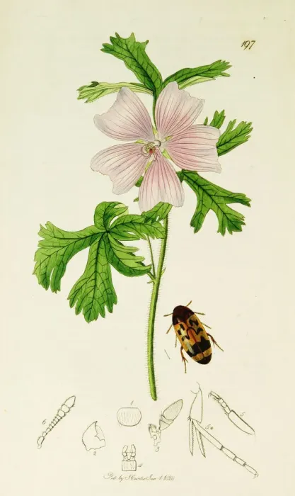 Framed Print : Curtis British Entomology Plate 197 Framed Print : Curtis British Entomology Plate 197