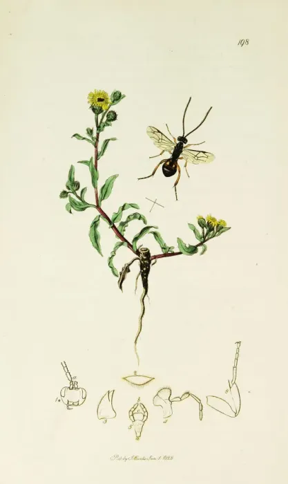 Framed Print : Curtis British Entomology Plate 198 Framed Print : Curtis British Entomology Plate 198