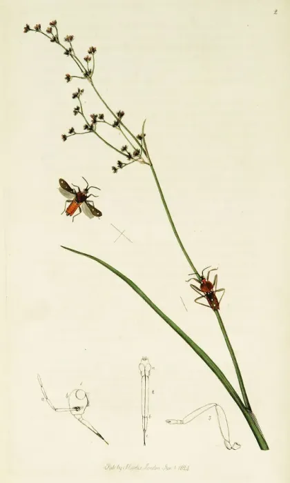 Framed Print : Curtis British Entomology Plate 2