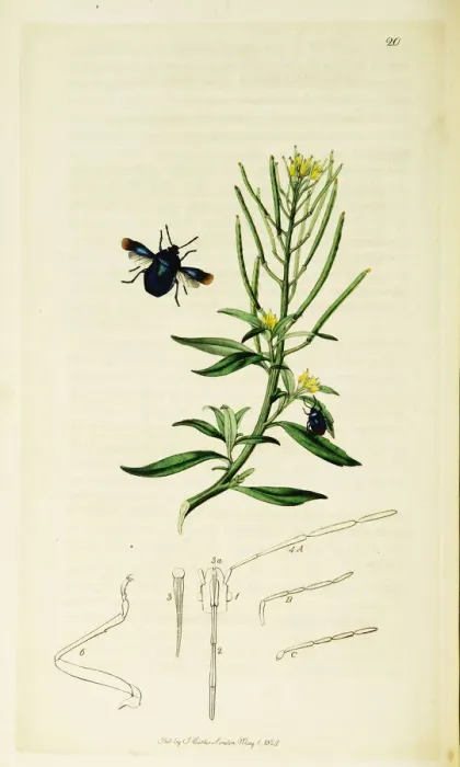 Framed Print : Curtis British Entomology Plate 20 Framed Print : Curtis British Entomology Plate 20