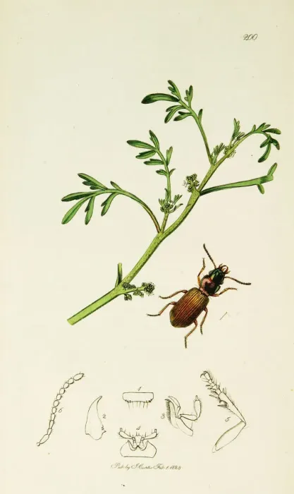 Framed Print : Curtis British Entomology Plate 200 Framed Print : Curtis British Entomology Plate 200