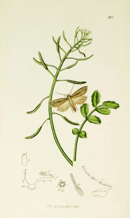 Framed Print : Curtis British Entomology Plate 201 Framed Print : Curtis British Entomology Plate 201