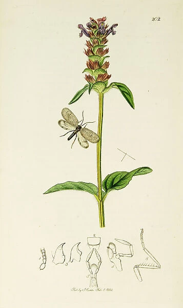 Curtis British Entomology Plate 202