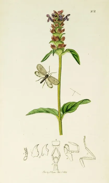 Framed Print : Curtis British Entomology Plate 202 Framed Print : Curtis British Entomology Plate 202