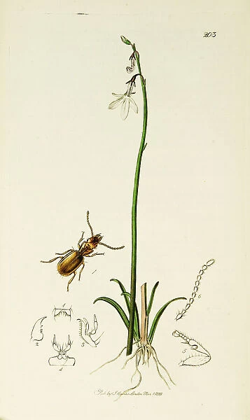 Curtis British Entomology Plate 203