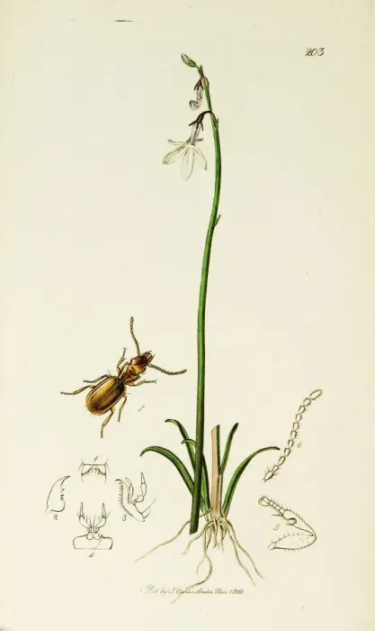 Framed Print : Curtis British Entomology Plate 203 Framed Print : Curtis British Entomology Plate 203