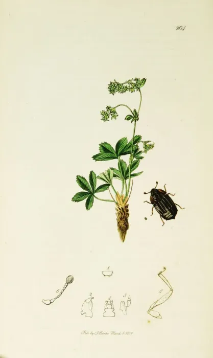 Framed Print : Curtis British Entomology Plate 204 Framed Print : Curtis British Entomology Plate 204