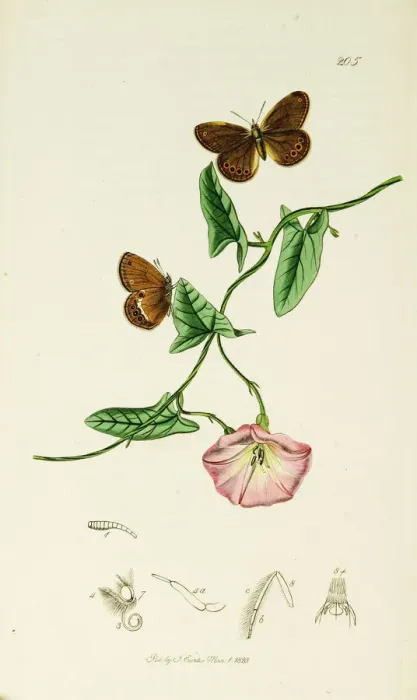 Framed Print : Curtis British Entomology Plate 205 Framed Print : Curtis British Entomology Plate 205