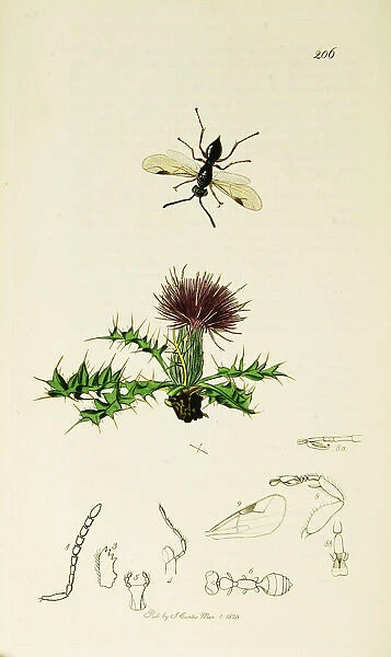 Curtis British Entomology Plate 206