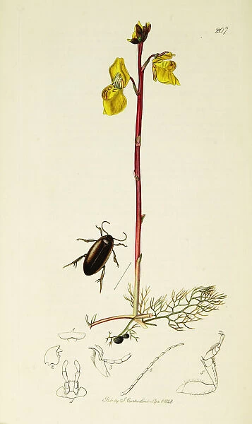 Curtis British Entomology Plate 207