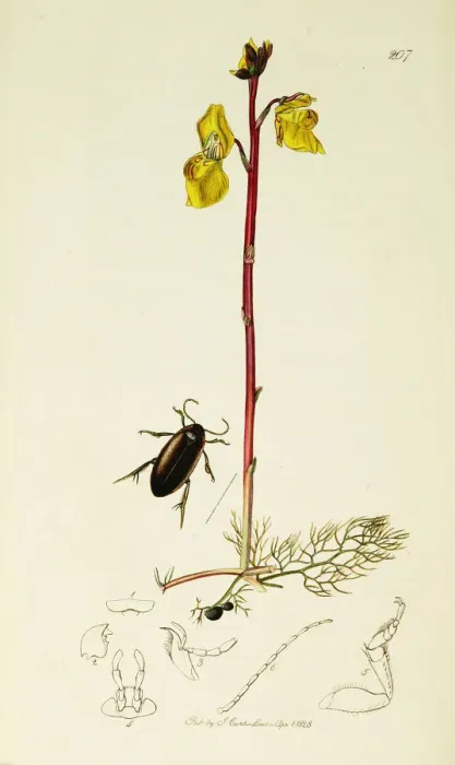 Framed Print : Curtis British Entomology Plate 207 Framed Print : Curtis British Entomology Plate 207