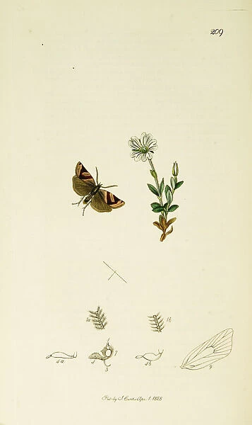 Curtis British Entomology Plate 209