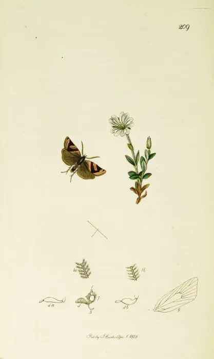 Framed Print : Curtis British Entomology Plate 209 Framed Print : Curtis British Entomology Plate 209