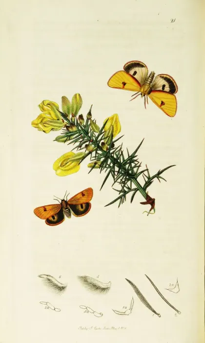 Framed Print : Curtis British Entomology Plate 21 Framed Print : Curtis British Entomology Plate 21