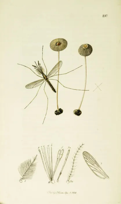 Framed Print : Curtis British Entomology Plate 210 Framed Print : Curtis British Entomology Plate 210