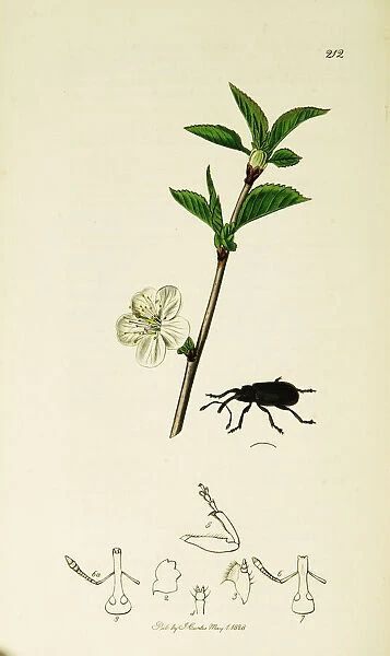 Curtis British Entomology Plate 212