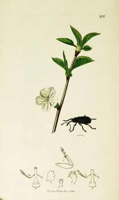 Framed Print : Curtis British Entomology Plate 212 Framed Print : Curtis British Entomology Plate 212