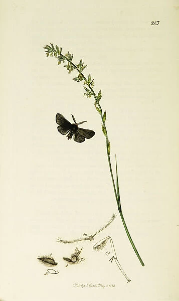 Curtis British Entomology Plate 213