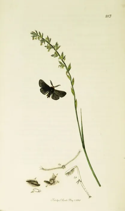 Framed Print : Curtis British Entomology Plate 213 Framed Print : Curtis British Entomology Plate 213