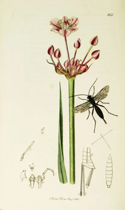 Framed Print : Curtis British Entomology Plate 214 Framed Print : Curtis British Entomology Plate 214
