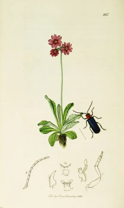 Framed Print : Curtis British Entomology Plate 215 Framed Print : Curtis British Entomology Plate 215