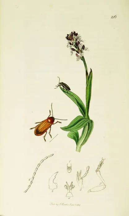 Framed Print : Curtis British Entomology Plate 216 Framed Print : Curtis British Entomology Plate 216