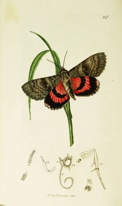 Framed Print : Curtis British Entomology Plate 217 Framed Print : Curtis British Entomology Plate 217