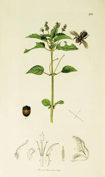 Framed Print : Curtis British Entomology Plate 218 Framed Print : Curtis British Entomology Plate 218