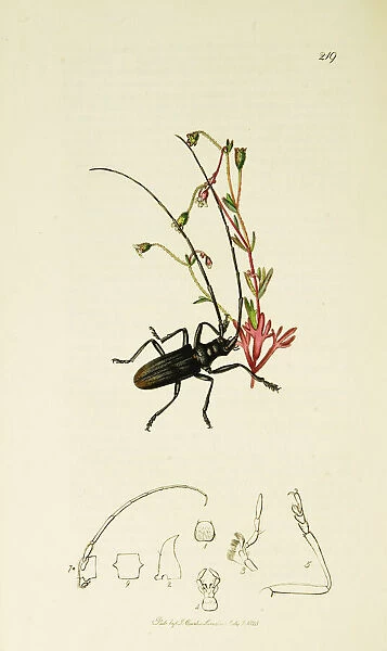 Curtis British Entomology Plate 219