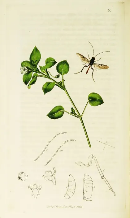 Framed Print : Curtis British Entomology Plate 22 Framed Print : Curtis British Entomology Plate 22