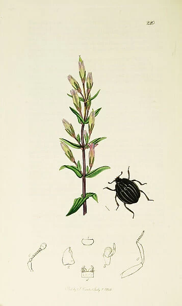 Curtis British Entomology Plate 220