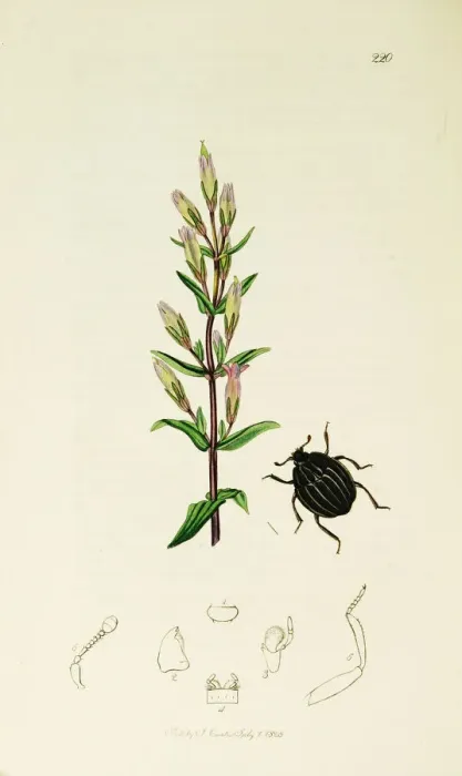 Framed Print : Curtis British Entomology Plate 220