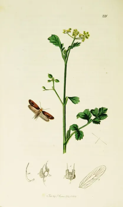 Framed Print : Curtis British Entomology Plate 221 Framed Print : Curtis British Entomology Plate 221