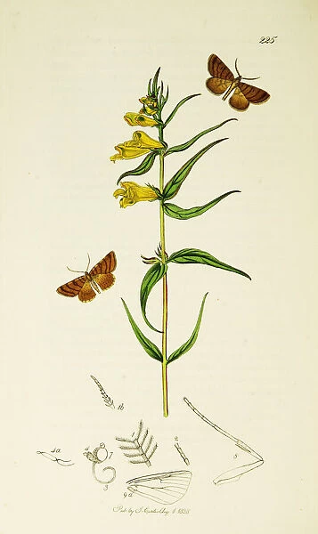 Curtis British Entomology Plate 225