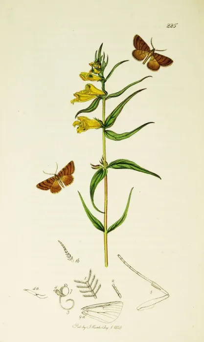 Framed Print : Curtis British Entomology Plate 225 Framed Print : Curtis British Entomology Plate 225
