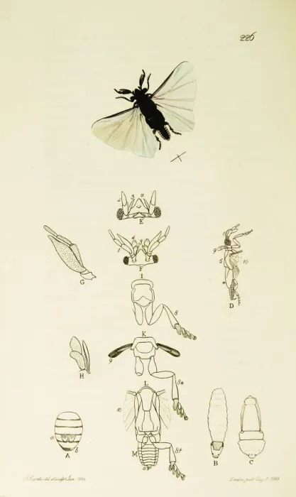 Framed Print : Curtis British Entomology Plate 226 Framed Print : Curtis British Entomology Plate 226