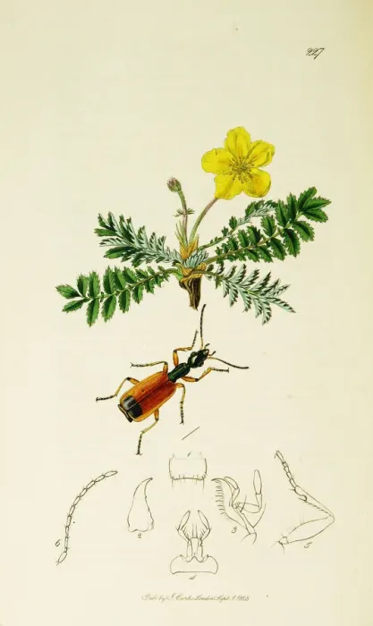 Framed Print : Curtis British Entomology Plate 227 Framed Print : Curtis British Entomology Plate 227