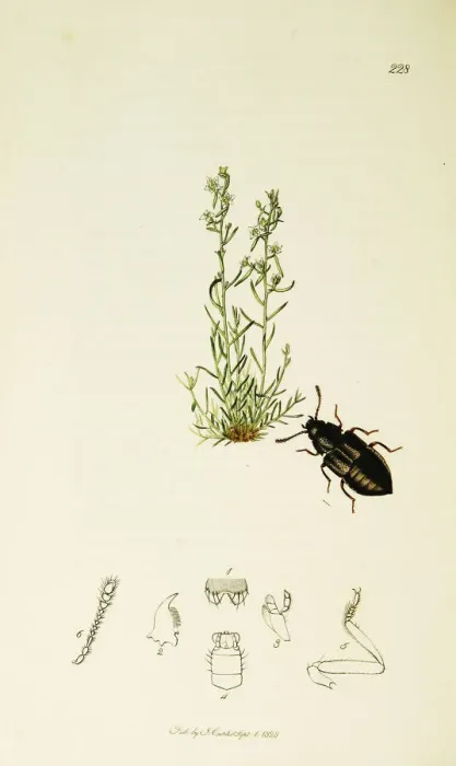 Framed Print : Curtis British Entomology Plate 228 Framed Print : Curtis British Entomology Plate 228