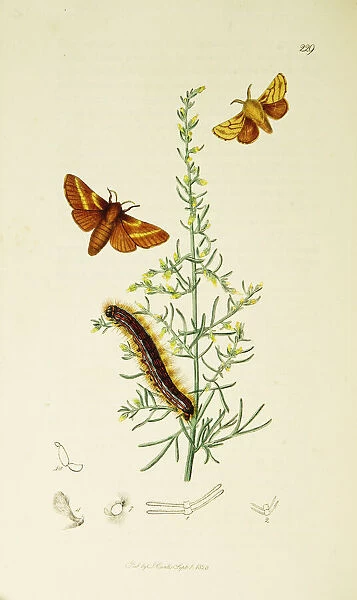 Curtis British Entomology Plate 229