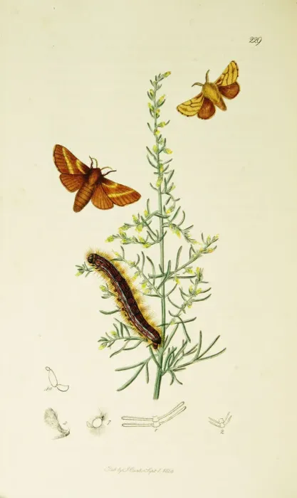 Framed Print : Curtis British Entomology Plate 229 Framed Print : Curtis British Entomology Plate 229