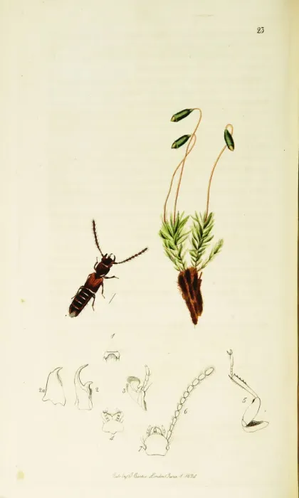 Framed Print : Curtis British Entomology Plate 23 Framed Print : Curtis British Entomology Plate 23
