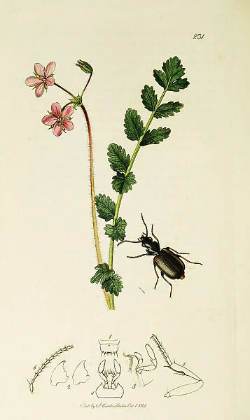Curtis British Entomology Plate 231