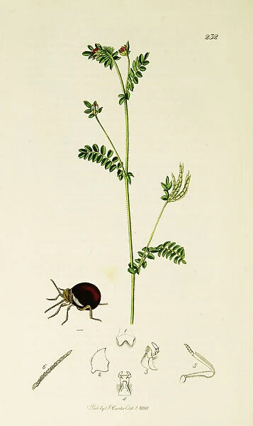 Curtis British Entomology Plate 232